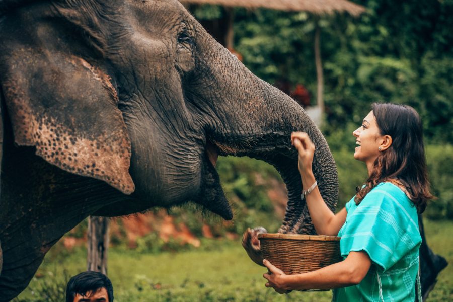 Young woman enjoying a memorable experience with elephants at Patara Elephant Farm, Chiang Mai, Thailand.